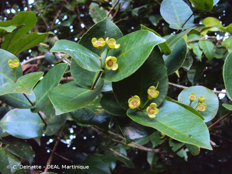 Cerisier montagne (Eugenia gryposperma)