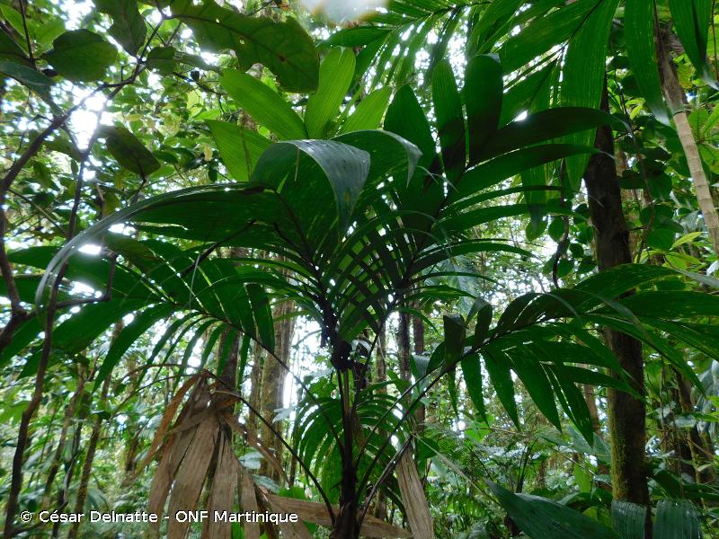 Geonoma pinnatifrons, espèce protégée
