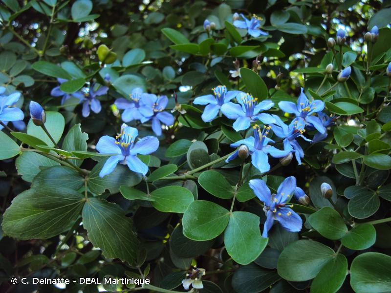 Gaïac (Guaiacum officinale)