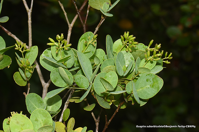 Guapira suborbiculata