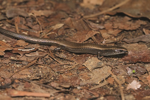 Gymnophthalme d'Underwood