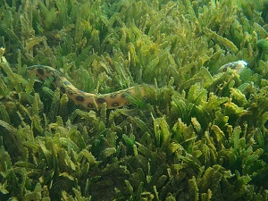 <i>Halophila stipulacea</i> et Serpentine ocelée (<i>Myrichthys ocellatus</i>)