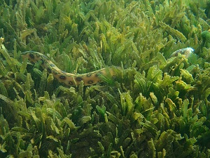 <i>Halophila stipulacea</i> Halophila stipulacea