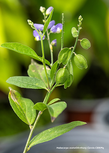 Hebecarpa ovata 