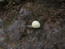 Helicina antillarum