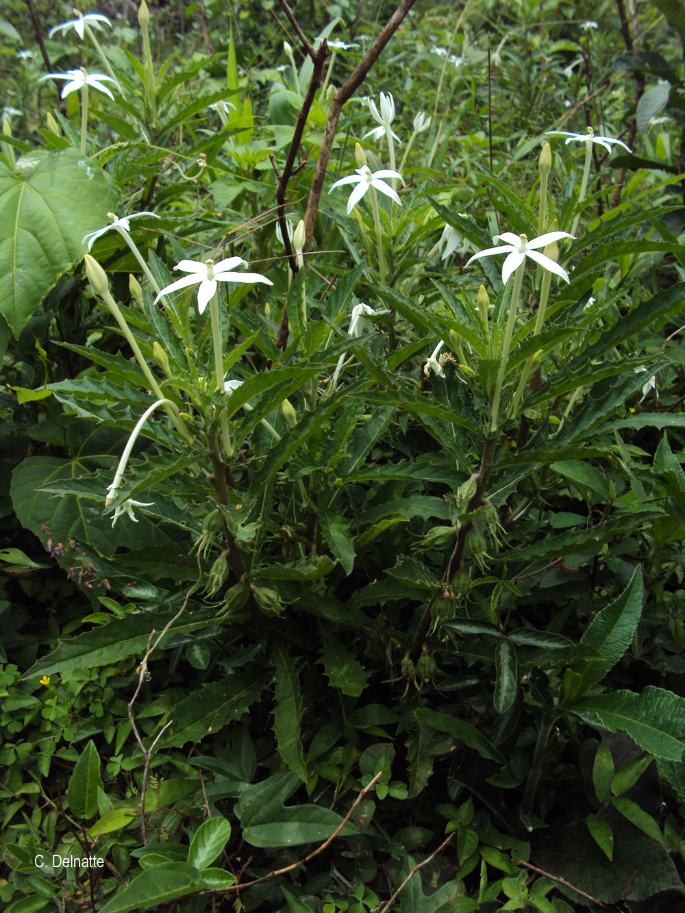 Hippobroma longiflora