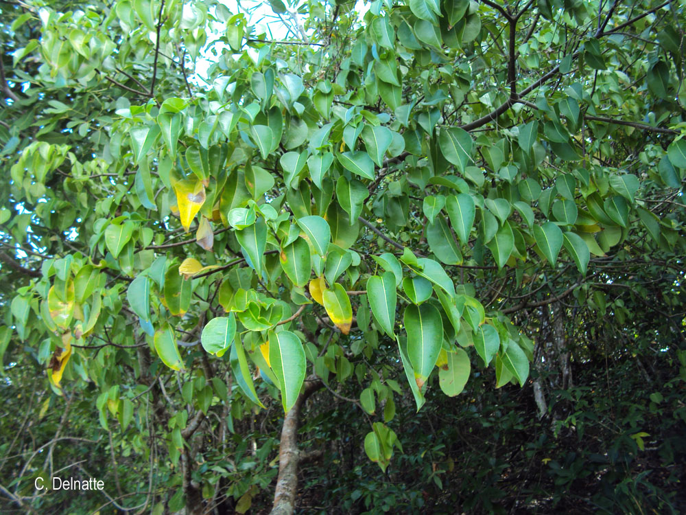 Hippomane mancinella