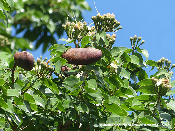 Hymenaea courbarill L.