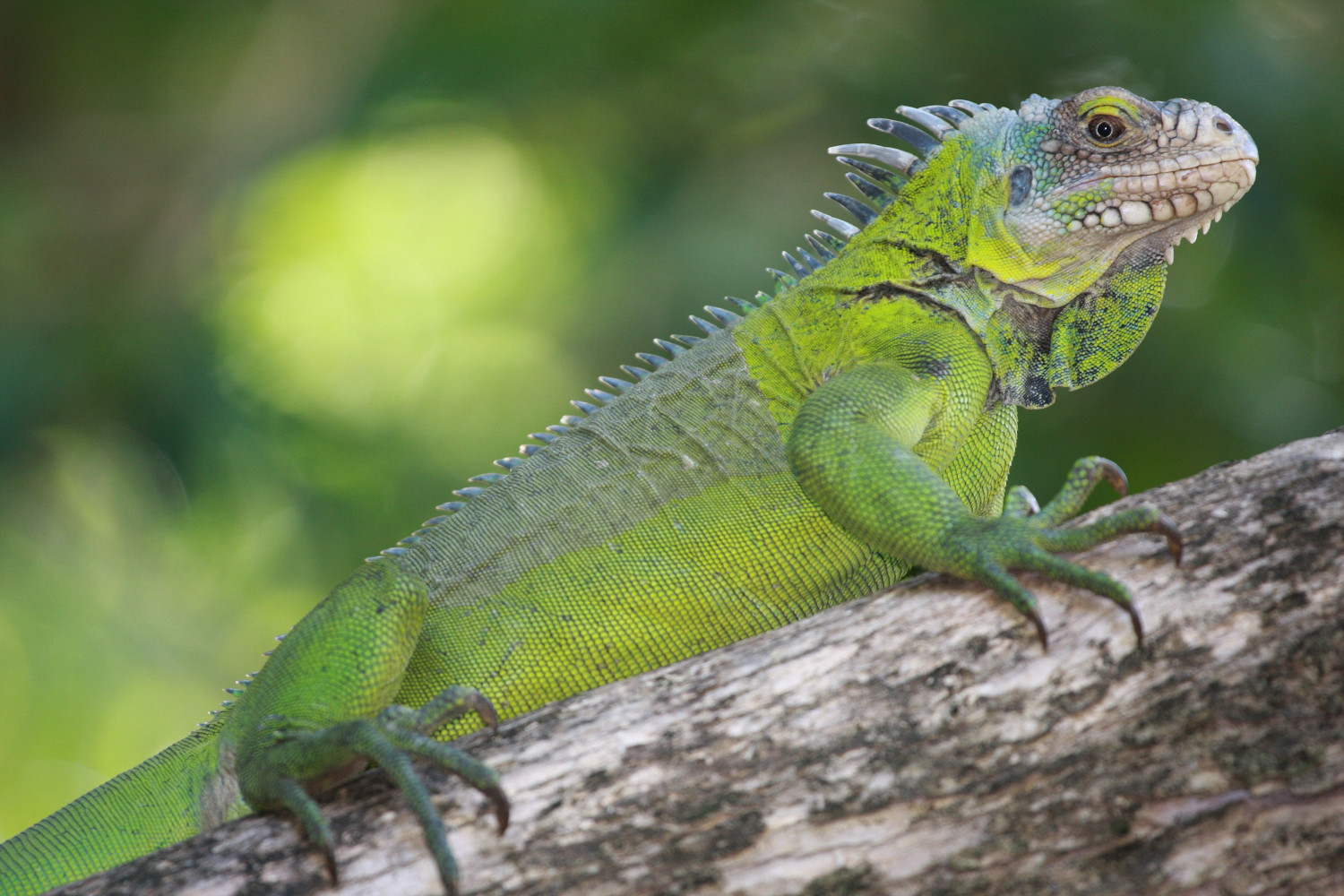 Iguane péyi (<i>Iguana delicatissima</i>) sur l'îlet Chancel