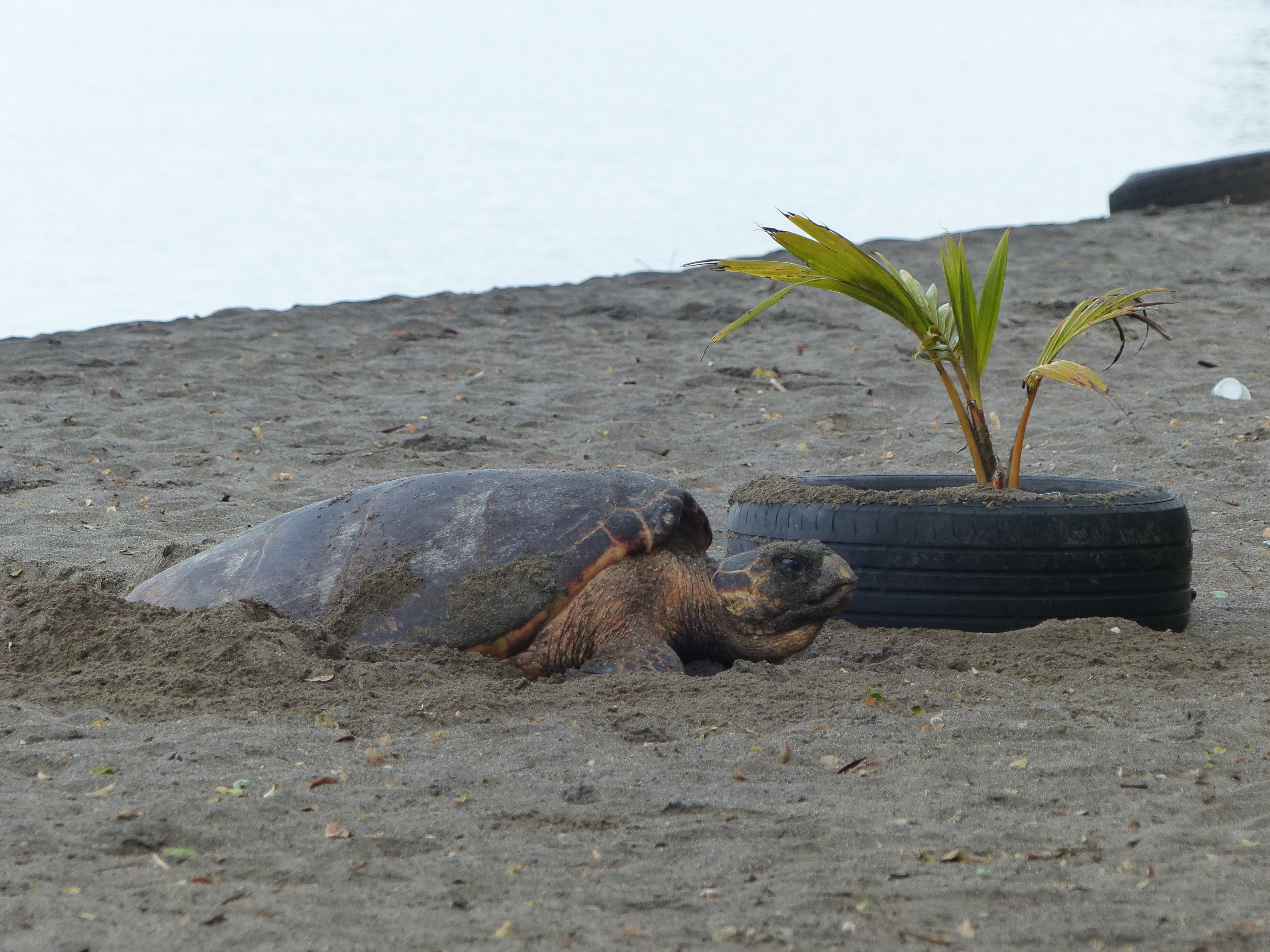 Tortue imbriquée
