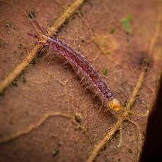 <i>Lamyctes sp</i> Lamyctes sp