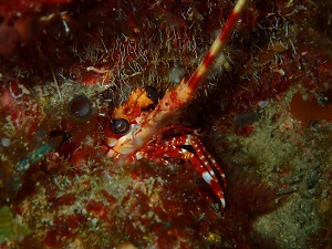 Langouste rouge (<i>Justitia longimana</i>) Langouste rouge (Justitia longimana)