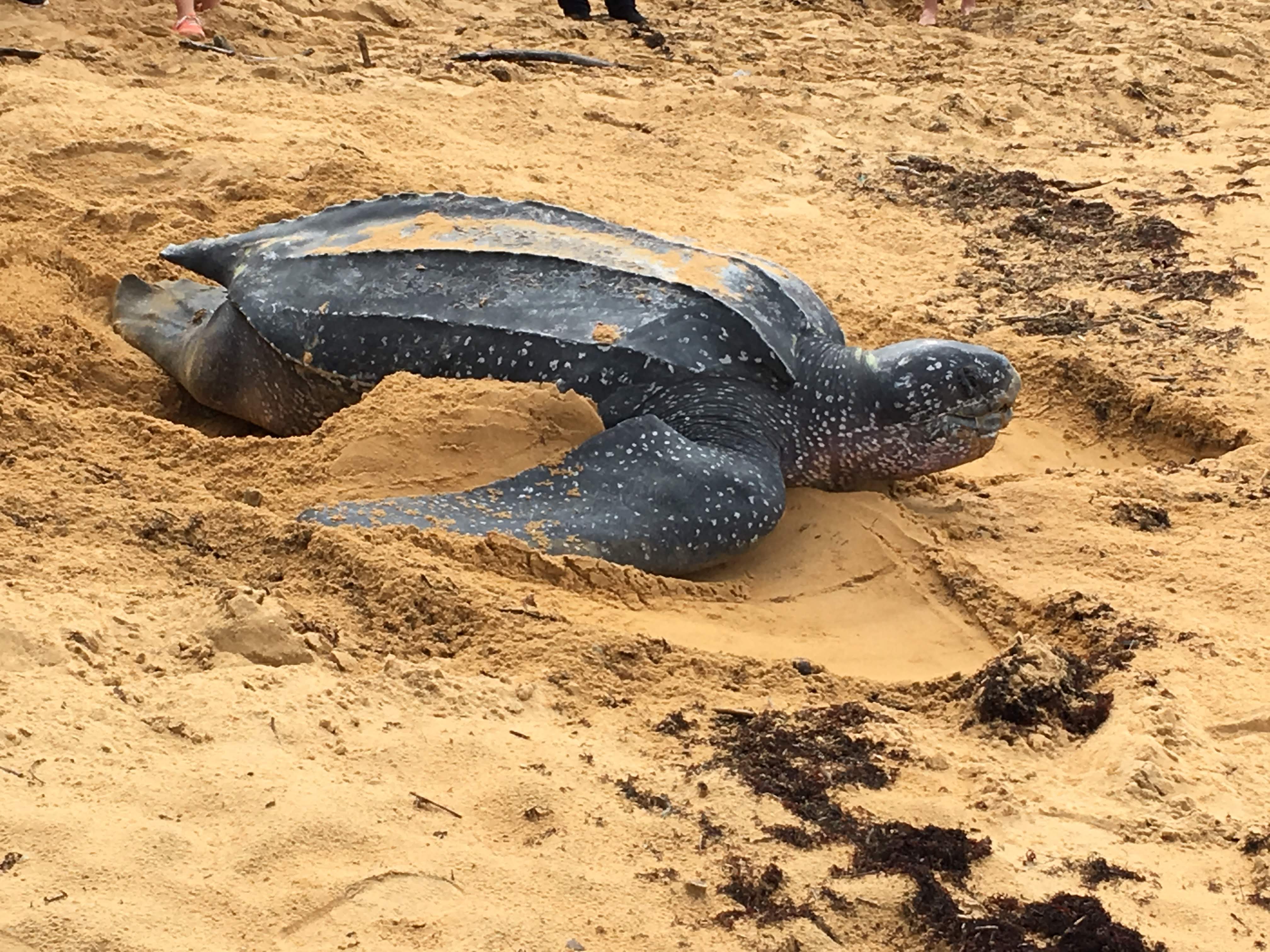 Tortue luth