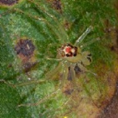 <i>Lyssomanes sp</i> Lyssomanes sp