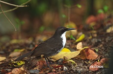 Le Colibri à tête bleue  le site Internet de l'Observatoire