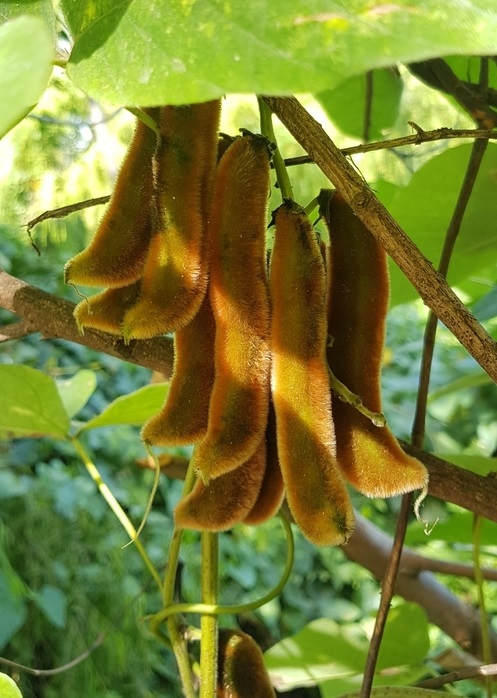 Mucuna pruriens