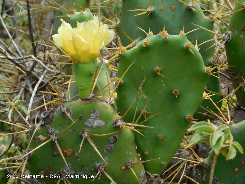 Opuntia dillenii, espèce menacée classée VU