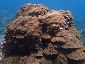 <i>Orbicella faveolata</i> Orbicella faveolata