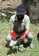Capture d’un iguane rayé à Fort-de-France 