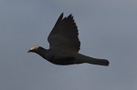 Pigeon à couronne blanche (Espèce erratique)