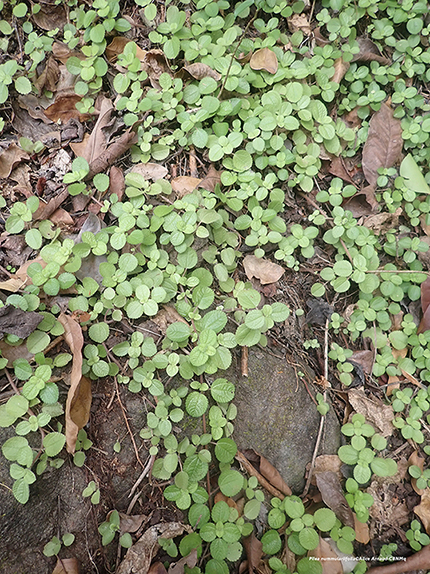 Pilea nummulariifolia