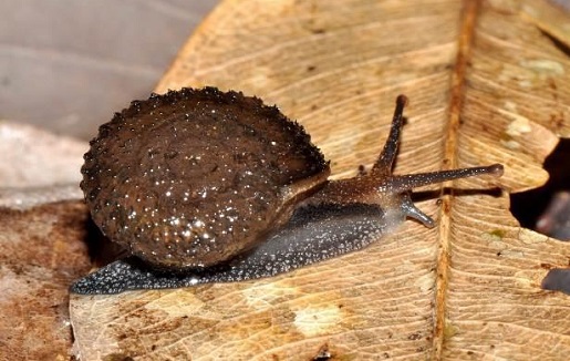 Pleurodonte déprimé Discolepis desidens