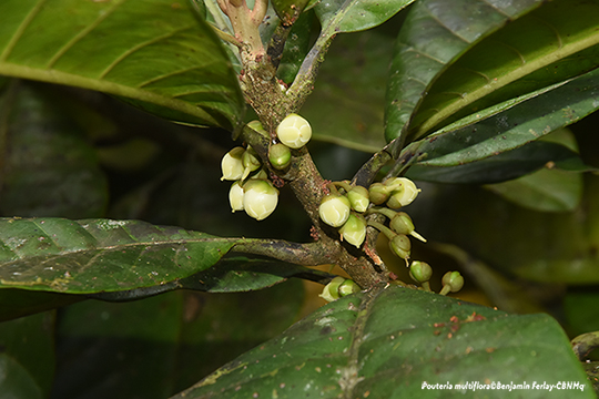 Pouteria multiflora