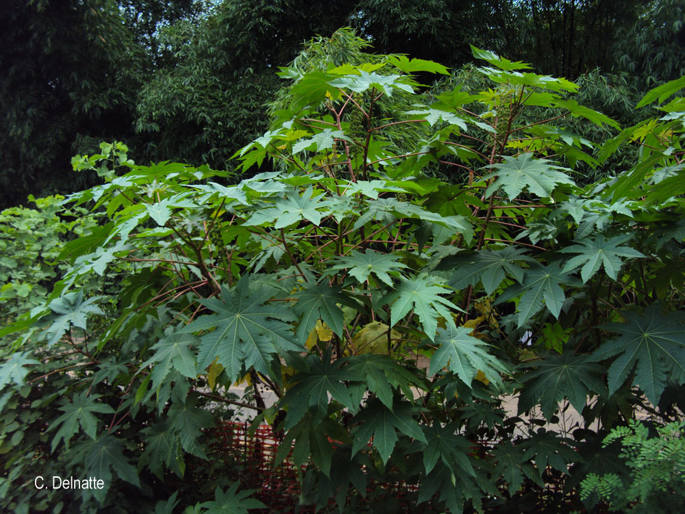 Ricinus communis