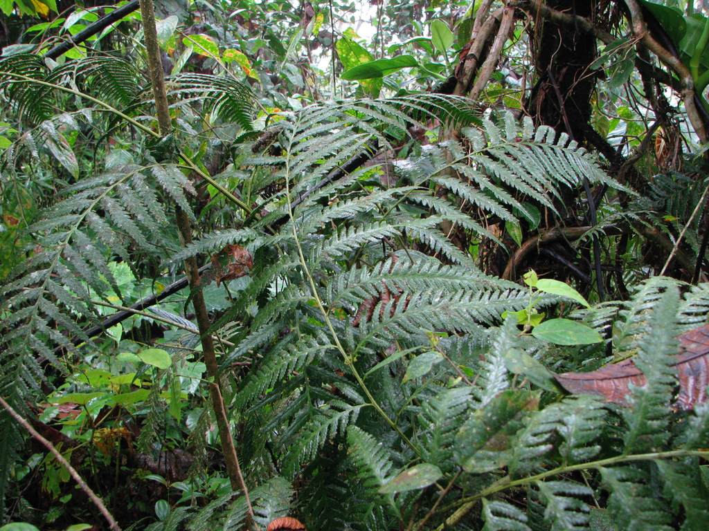 Saccoloma domingense, espèce menacée classée CR