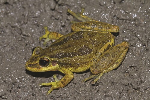 Scinax des maisons