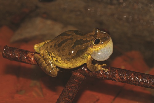 Scinax x-signé