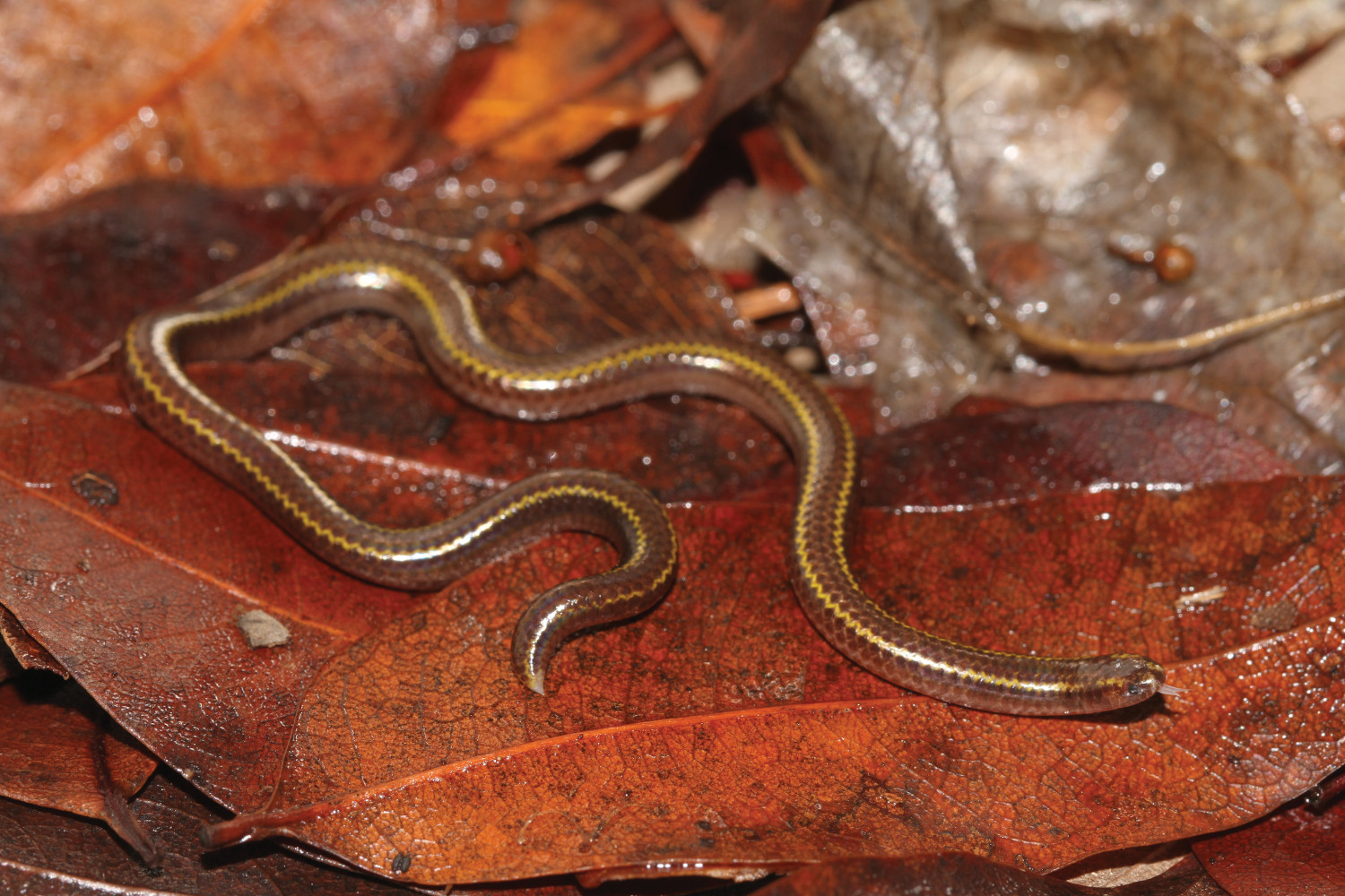 Le Leptotyphlops à deux raies