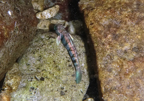 Sicydium punctatum