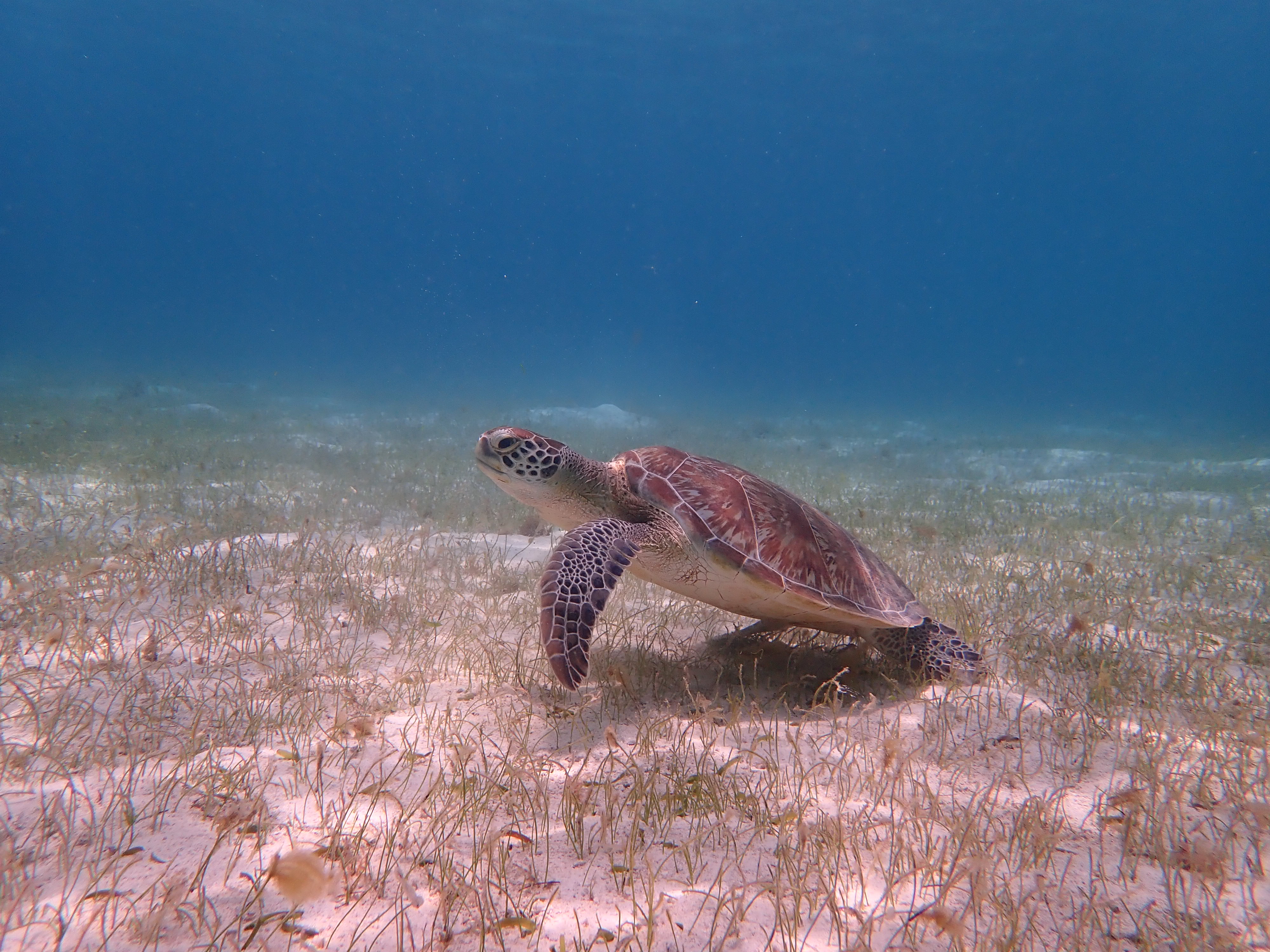 Tortue verte