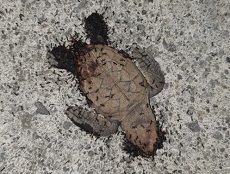 Tortillon mort dévoré par les fourmis