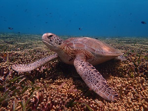 Tortue verte (<i>Chelonia mydas</i>)