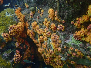 <i>Tubastraea coccinea</i> Tubastraea coccinea