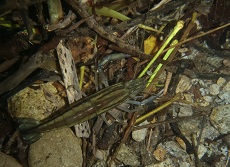 Ouassou Macrobrachium carcinus