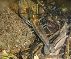 Ouassou Macrobrachium carcinus