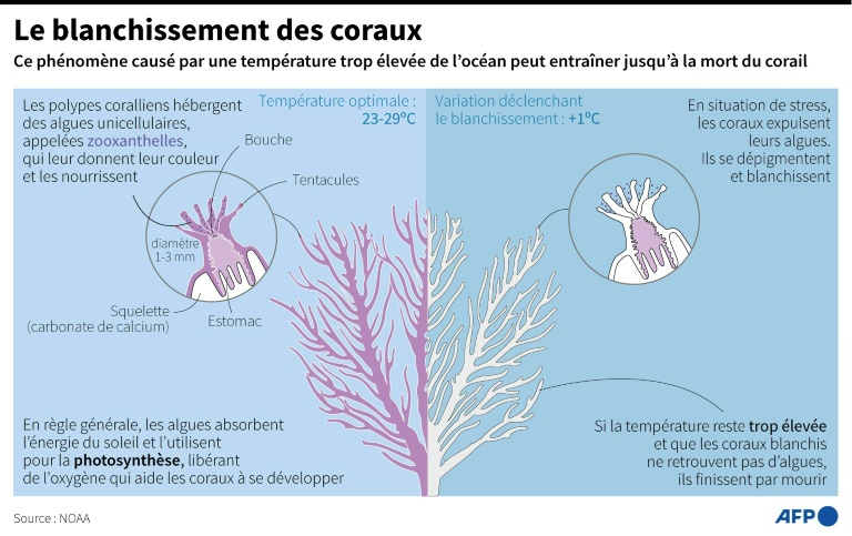 Figure : Le phénomène de blanchissement des coraux (Source NOAA) Figure : Le phénomène de blanchissement des coraux (Source NOAA)