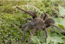 Acanthoscurria antillensis (présente partout sur le territoire jusqu'en altitude)