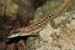Anolis roquet (Diamant)