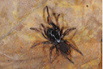 Bolostromus sp (nouvelle pour la science)