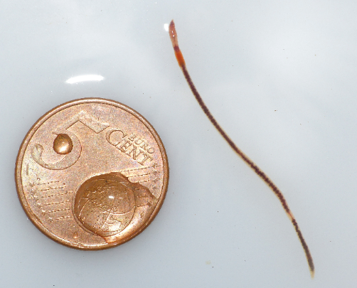 Dichogaster bolaui