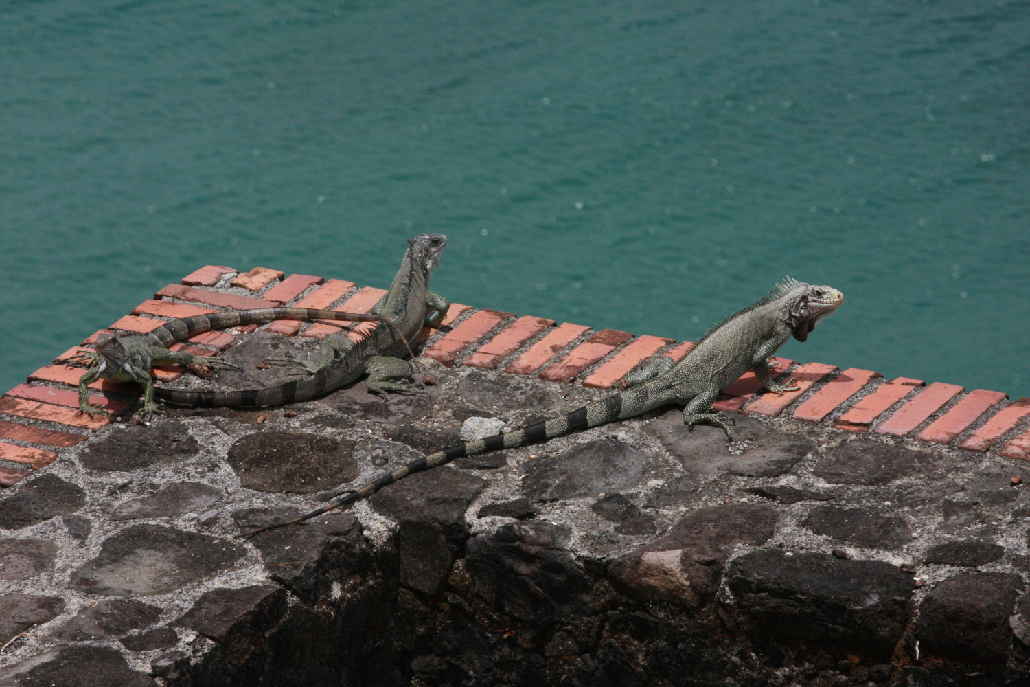 Iguane rayé (<i>Iguana iguana</i>)