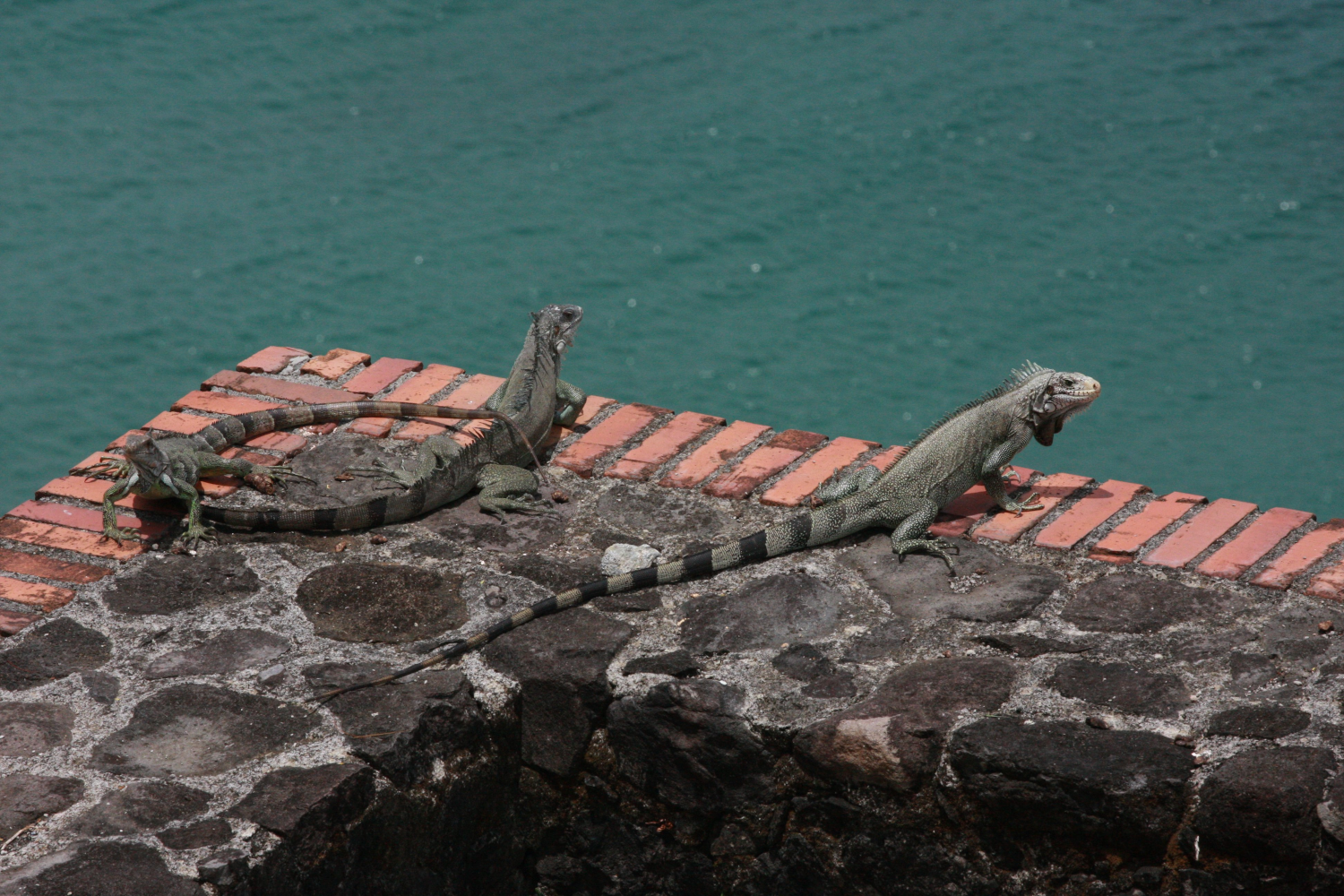 Iguane rayé (Iguana iguana)