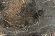 Ischnothele caudata (présente depuis le Mexique jusqu'au Brésil en passant pas les Petites Antilles)