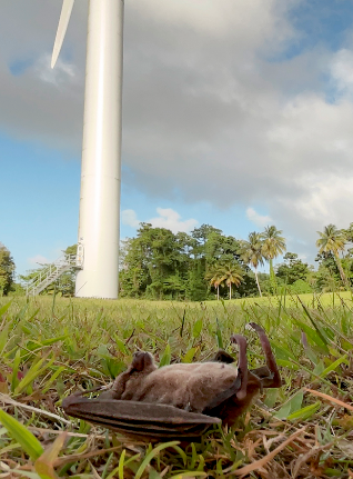 Chauve souris victime d'une éolienne